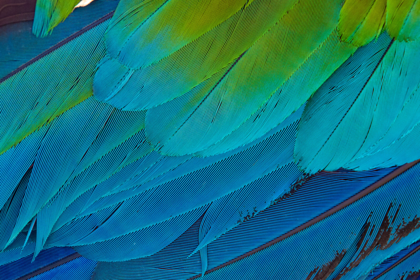 080622-feat-parrot3.jpg